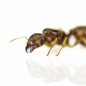 Preview: Pheidole pallidula